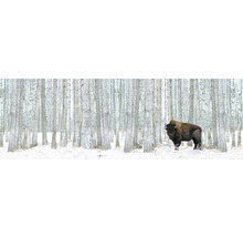 Un bison se tient dans une forêt enneigée.