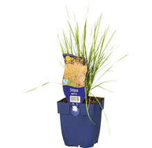 Avoine géante FloraSelf Stipa gigantea h 5-125 cm Co 0,5 l