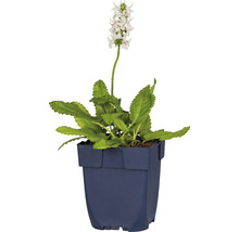 Épiaire officinale blanche FloraSelf Stachys officinalis 'Alba' h 5-30 cm Co 0,5 l