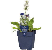 Épiaire officinale blanche FloraSelf Stachys officinalis 'Alba' h 5-30 cm Co 0,5 l