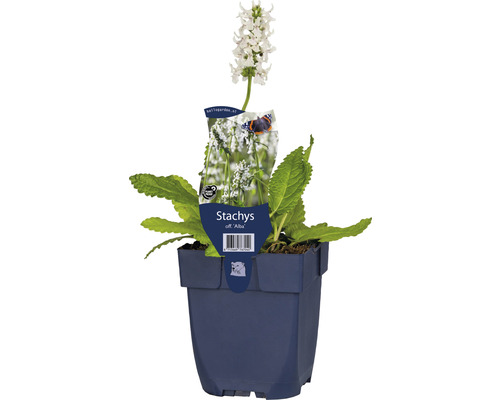 Épiaire officinale blanche FloraSelf Stachys officinalis 'Alba' h 5-30 cm Co 0,5 l Stachys off. Alba plante en pot