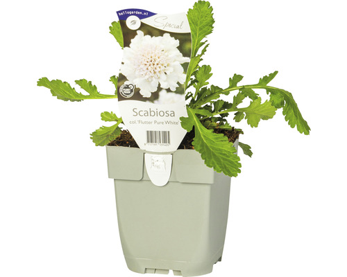 Scabieuse colombaire FloraSelf Scabiosa columbaria 'Flutter Pure White' h 10-25 cm Co 0,5 l