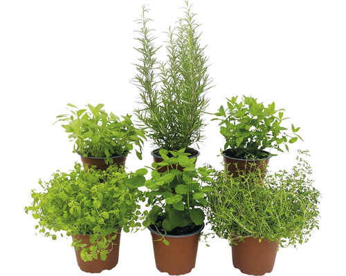 Ensemble d'herbes BIO FloraSelf Bio mélange d'herbes méditerranéennes 6 pces pot Ø 12 cm