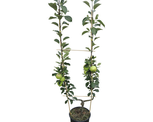 Pommier bio en forme de U simple FloraSelf Bio Malus domestica espalier H 100-150 cm Co 10 L div. variétés