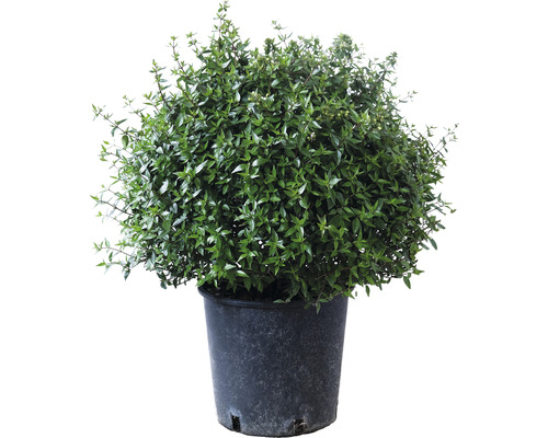 Abélie Prostata boule FloraSelf Abelia grandiflora Prostata Ø 25-30 cm Co 10 l Myrte en pot pour le jardin