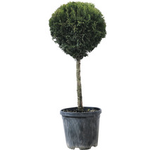 Lebensbaum 1/4 Stamm FloraSelf Thuja occidentalis 'Smaragd' Stammhöhe 35-40 cm Co 10 L