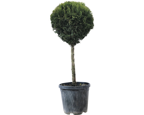 Lebensbaum 1/4 Stamm FloraSelf Thuja occidentalis 'Smaragd' Stammhöhe 35-40 cm Co 10 L