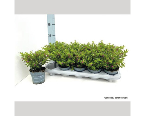 Lonicera nitida en pot sur plateau