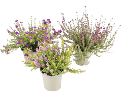 Trois plantes d''Erica d''hiver en pot en fleurs