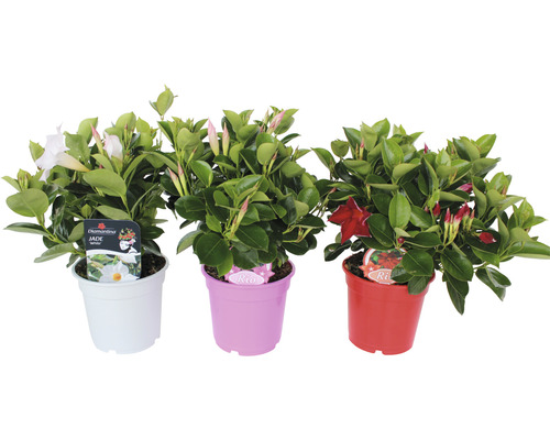 Dipladénia, Mandevilla rouge FloraSelf h 10-12 cm pot Ø 10,5 cm