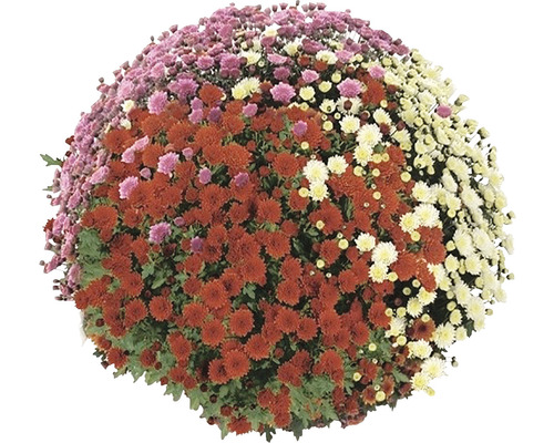 Chrysanthème boule à fleurs multicolores