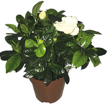 Gardénia en pot avec des fleurs et des feuilles vertes