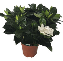 Gardénia en pot avec des feuilles vertes et une seule fleur
