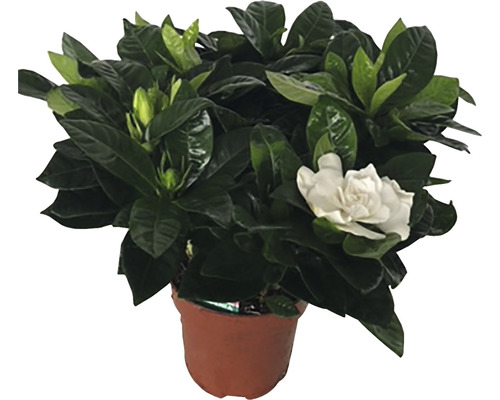 Gardénia en pot avec des feuilles vertes et une seule fleur