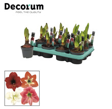 Plantes d''amaryllis en pots sur un plateau