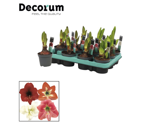 Plantes d''amaryllis en pots sur un plateau