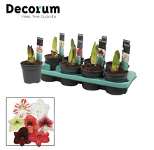 Bulbes d''amaryllis en pot sur une plaque de culture