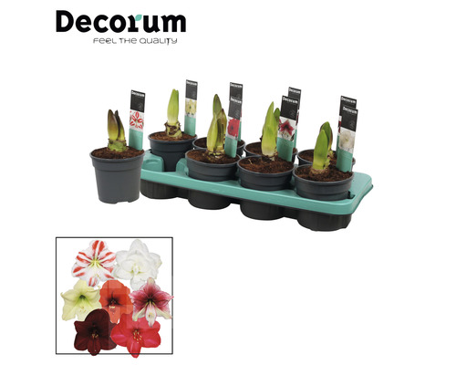 Bulbes d''amaryllis en pot sur une plaque de culture