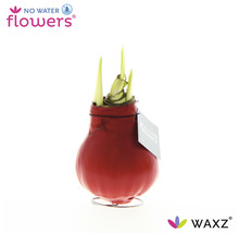 Amaryllis en cire rouge sur un support avec des feuilles vertes en croissance