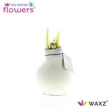 No Water Flowers Blumenzwiebel in Vase