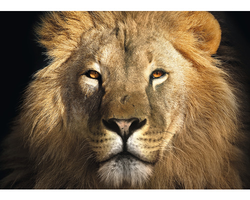 Nahaufnahme eines Löwenkopfes