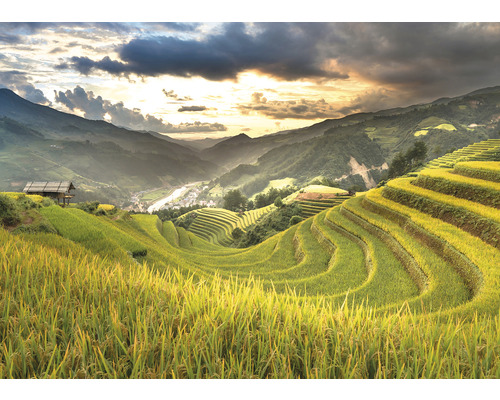 Paysage avec rizières en terrasses, montagnes et une petite maison