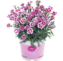 Œillet FloraSelf Dianthus caryophyllus Pink Kisses® pot Ø 11 cm-thumb-3