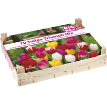 Caisse en bois bulbes de tulipes 'Triumph Mix' 70 pièces-thumb-0