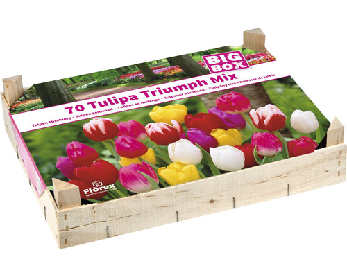 Caisse en bois bulbes de tulipes 'Triumph Mix' 70 pièces-0
