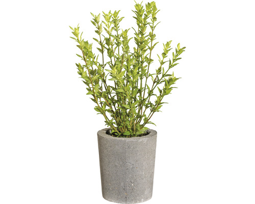 Plante artificielle thym dans un pot en ciment Ø 15 cm hauteur : 30 cm vert