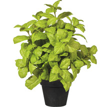 Plant de basilic en pot