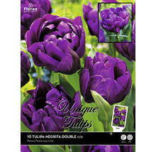 Emballage de tulipes Negrita Double, tulipe pivoine double