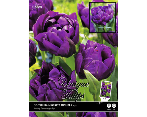 Emballage de tulipes Negrita Double, tulipe pivoine double