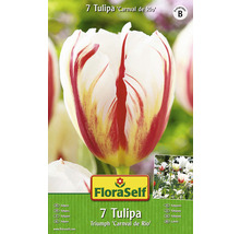 Verpackung mit sieben Triumph Tulpen Carnaval de Rio