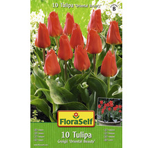 Bulbes FloraSelf tulipes Greigii 'Oriental Beauty' rouge 10 pces