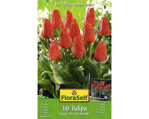 Bulbes FloraSelf tulipes Greigii 'Oriental Beauty' rouge 10 pces