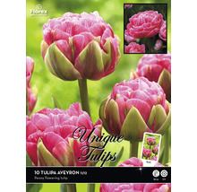 Emballage de bulbes de tulipes Tulipa Aveyron, tulipes pivoines