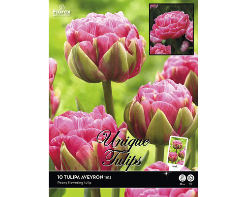 Emballage de bulbes de tulipes Tulipa Aveyron, tulipes pivoines