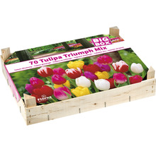 Caisse en bois bulbes de tulipes 'Triumph Mix' 70 pièces-thumb-1