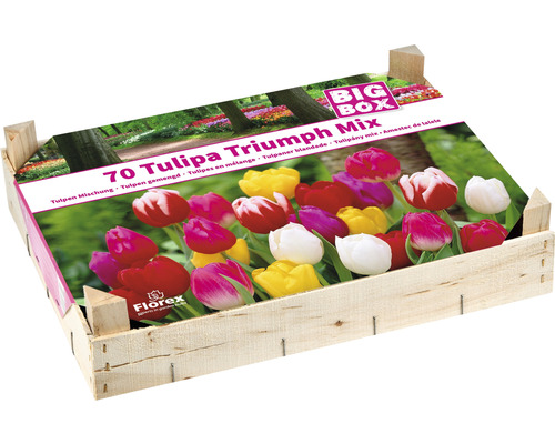 Caisse en bois avec 70 tulipes Triumph Mix