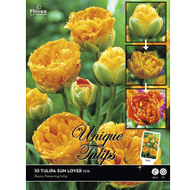 Emballage de dix tulipes Sun Lover, une variété de tulipes à fleurs de pivoine