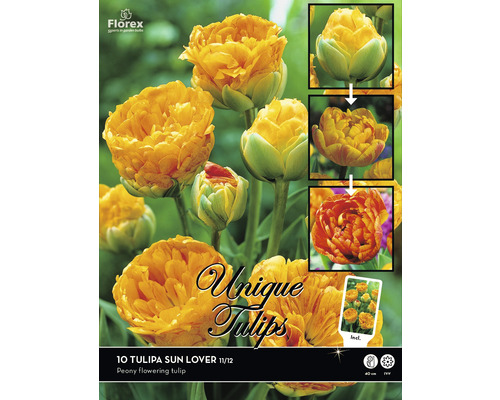 Emballage de dix tulipes Sun Lover, une variété de tulipes à fleurs de pivoine