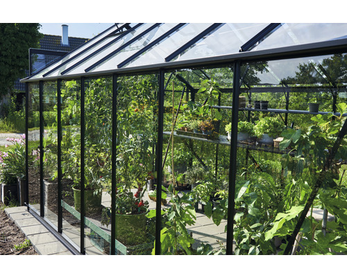 Serre avec plantes en pots et sur étagères