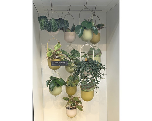 Verschiedene Zimmerpflanzen in hängenden Pflanzgefäßen