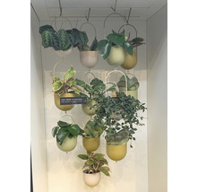 Mehrere Hängepflanzen in Töpfen mit Halterungen