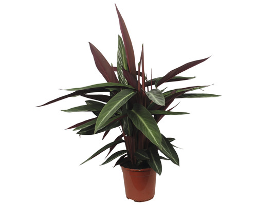 Korbmarante FloraSelf Calathea 'Stripestar' H ca. 105 cm  21 cm Topf -  HORNBACH Luxemburg