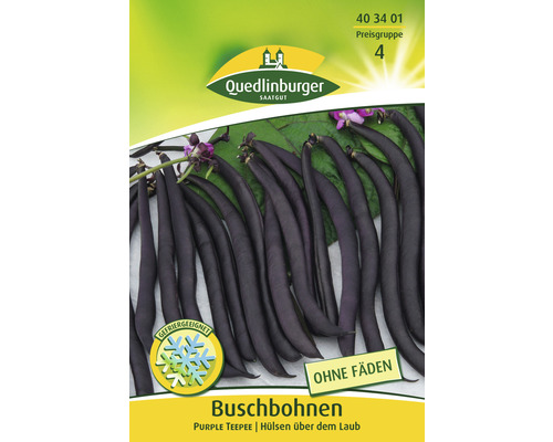 Haricots nains Purple Teepee Quedlinburger semences stables graines de légumes Sachet de graines de haricots nains Purple Teepee de Quedlinburger Saatgut