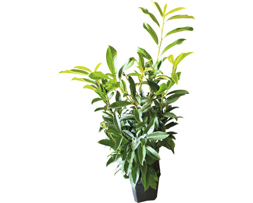 Lorbeerkirsche im Topf für den Garten