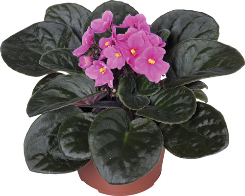 Afrikanisches Veilchen mit rosa Blüten im Topf