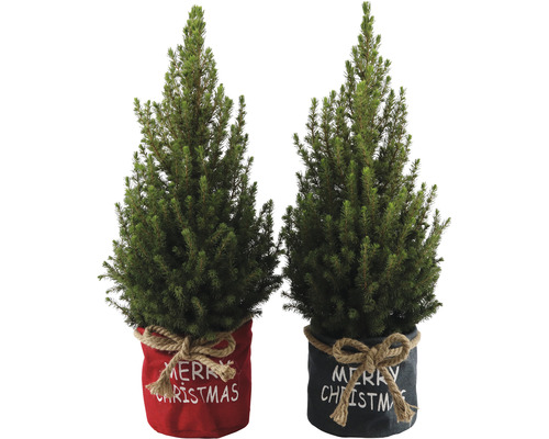 Zwei Topf-Weihnachtsbäume mit Merry Christmas Schriftzug